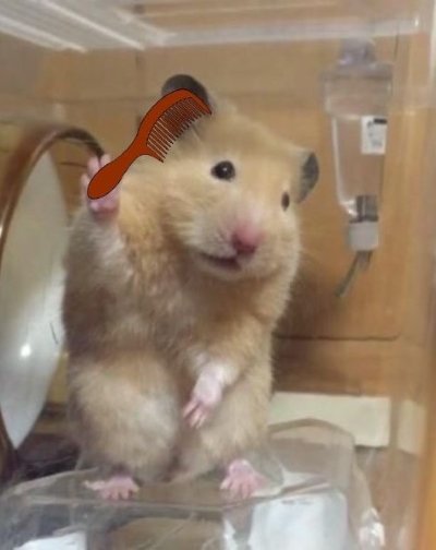 Meme chuột hamster 19