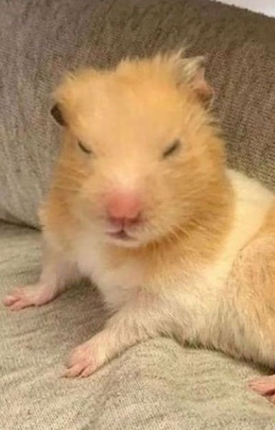 Meme chuột hamster 20