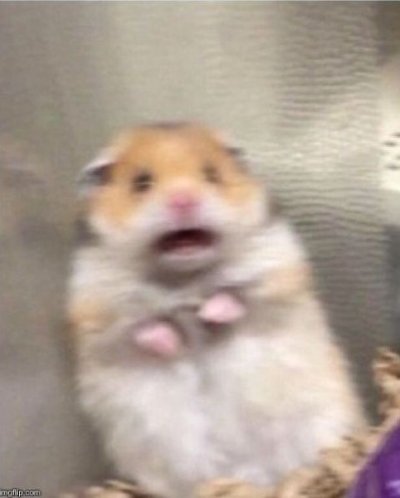 Meme chuột hamster 3