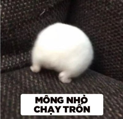 Meme chuột hamster 5