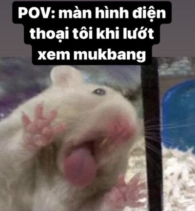 Meme chuột hamster 9