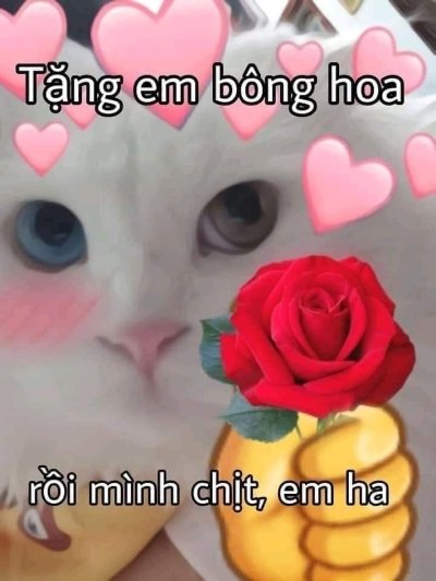 Meme tặng hoa cute 5