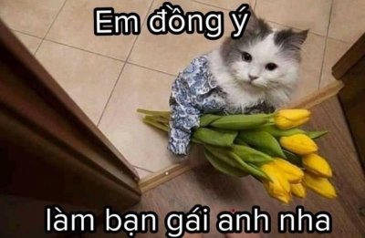 Meme tặng hoa cute 8