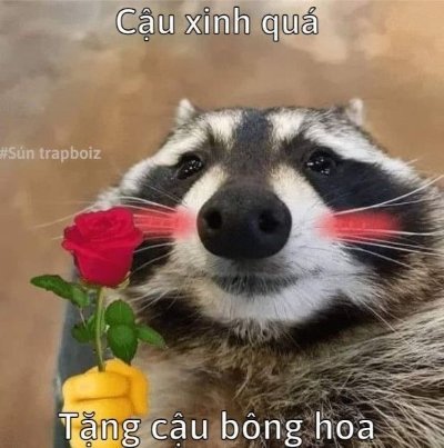 Meme tặng hoa cute 9