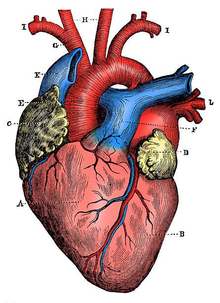 ảnh quả tim 10