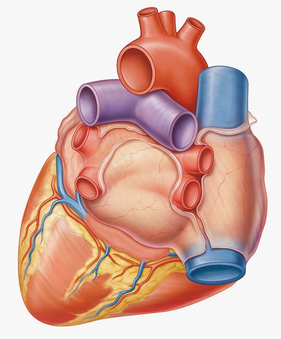 ảnh quả tim 2