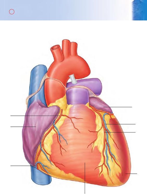 ảnh quả tim  3